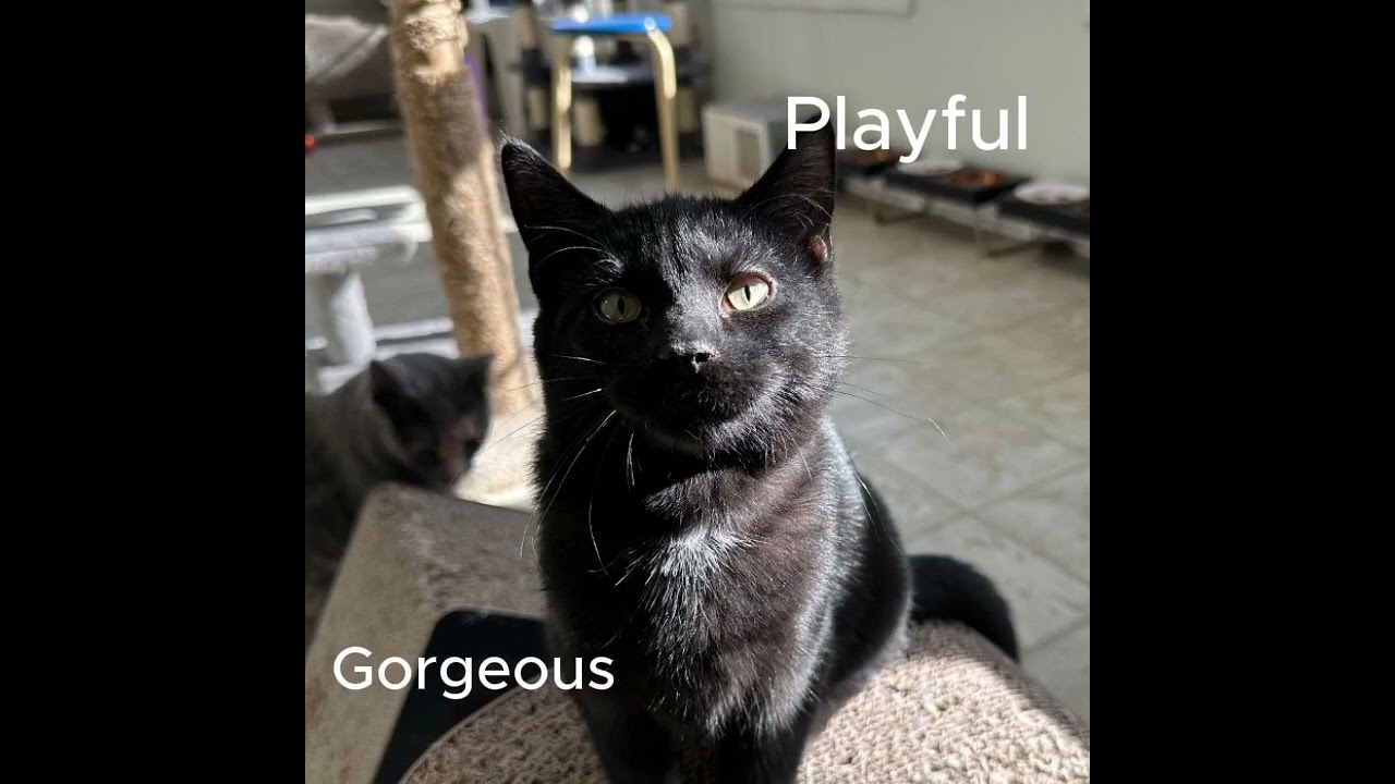 Enlarge Pugsley, a Adoptable Domestic Short Hair in East Stroudsburg, PA video 2/6