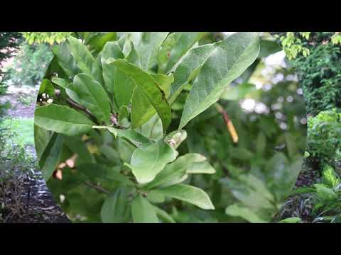 Star magnolia (Magnolia stellata) - Plant Identification
