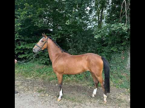 Mira (DIMMANS ELECTRON x KOSMO VAN ORCHID'S) - Video 2 video thumbnail