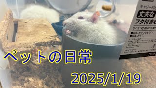 ペットの日常 20250119
