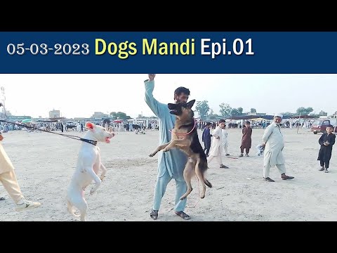 05-03-2023 Dogs Mandi Epi 01 |  nice show