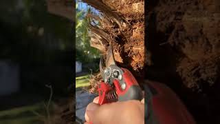 How to Clean the Nut On a Pygmy Date Palm