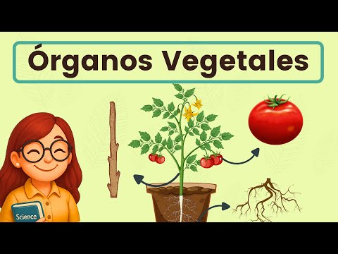 Plant Organs 🌱🧅