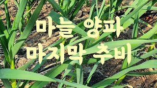 마늘 양파 마지막 추비