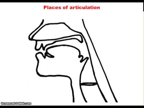 UM5A Phonetics- Consonants