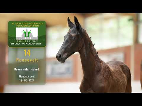 Fohlenauktion 28.7. - 01.8.2021 Katalog-Nr. 14 Roosevelt HF v. Raven - Morricone