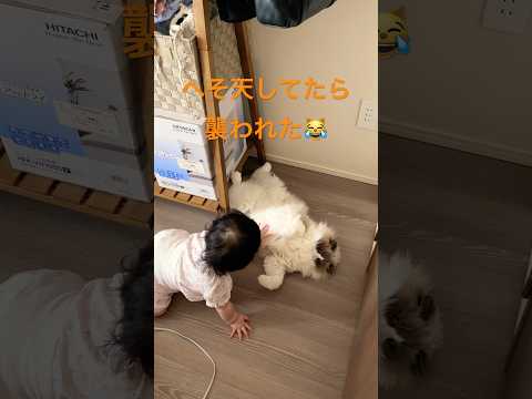 ラグドール猫 - 最も一般的な病気