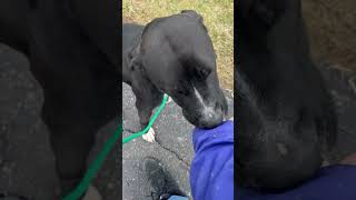 Video preview image #1 Labrador Retriever-Unknown Mix Puppy For Sale in Rootstown, OH, USA