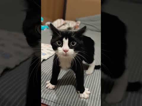 cute black 🐈‍⬛ cat 🐈‍⬛ #cat #kitten #black #blackcat