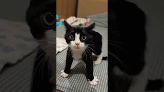 Download lagu cute black 🐈‍⬛ cat 🐈‍⬛ #cat #kitten #black #blackcat mp3