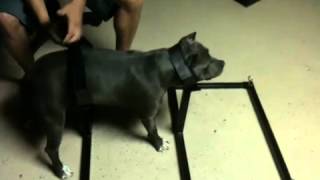 breeding stand video.MOV