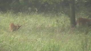 preview picture of video 'Two does and a fawn east of Clinton State Park Campground'