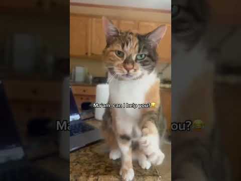 Calico Cat Asks Owner for Attention #SHORTS