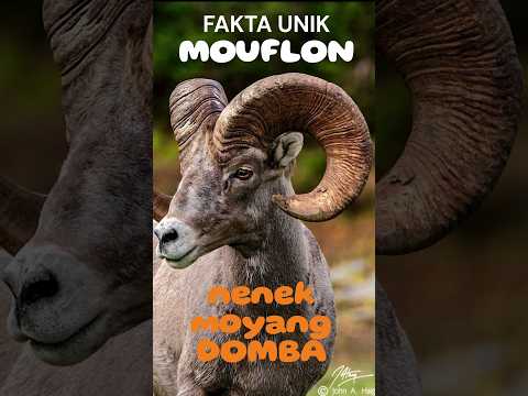 , title : 'fakta mouflon, nenek moyang semua domba #factanimals #facts #faktaunik #mouflon #domba #iran'