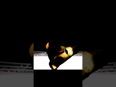 Terrible Mouse vs El Lobo 💀 (Pt. 2) #analoghorror #edit #wolf