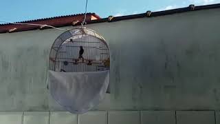 Pardo 131 abrindo canto (Herdeiro x Seresta)