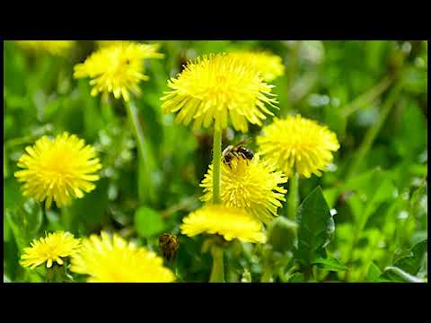 In Gradina Raiului la Domeniile Lungu Bivolari Iasi