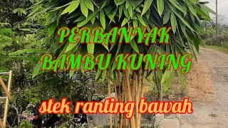 Download lagu tutorial/cara  perbanyak bambu kuning panda mp3