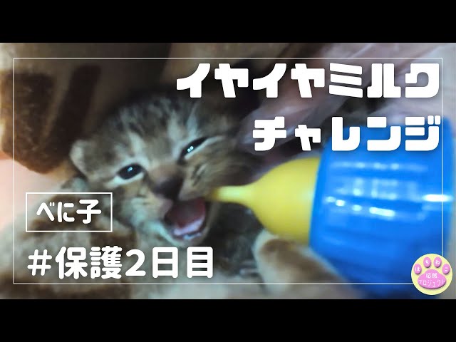 限定公開版 保健所収容 べに子さん 保護2日目