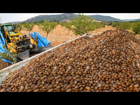 How Farmers Harvest, Cultivation & Process Almond by Modern Technology. Almonds Farming Technology