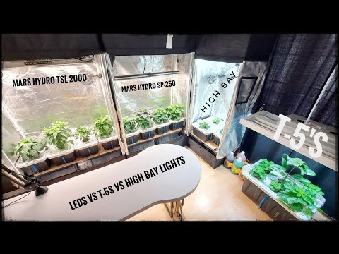 LEDs vs T-5s vs High Bay | 2 Month Grow Update | #hydropnics | #marshydrofactory