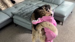 Baby Asking Husky For Cuddles Is The Cutest Thing You Will Ever See!😭.