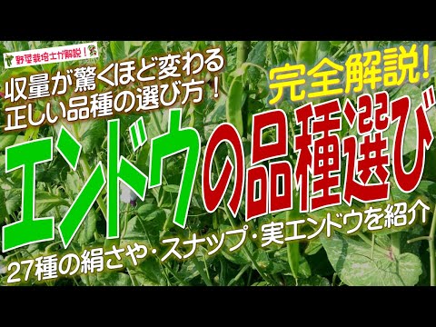 豆はいつ蒔くの？どうやって ？どの野菜と一緒に？リーダーに従う ！  庭園