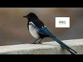 Black billed Magpie - Bird Sound for Pro Hunters