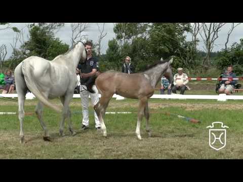 NF186 Stutfohlen von Uriko - Corrado I - Caretino