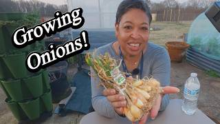 When to Fertilize Your Onions for MAXIMUM Growth?