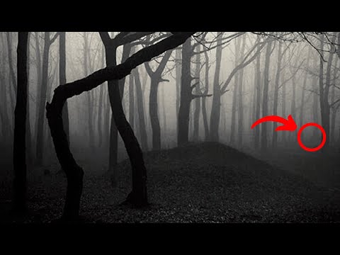 10 Most Dangerous Forests In The World