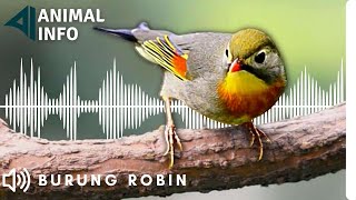 Download lagu Suara Burung Robin Gacor Ngerol Panjang ampuh untuk Pancingan dan Masteran mp3 Download lagu Suara Burung Robin Gacor Ngerol Panjang ampuh untuk Pancingan dan Masteran mp3