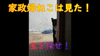 【家政婦ネコはみた!宝を探せ】