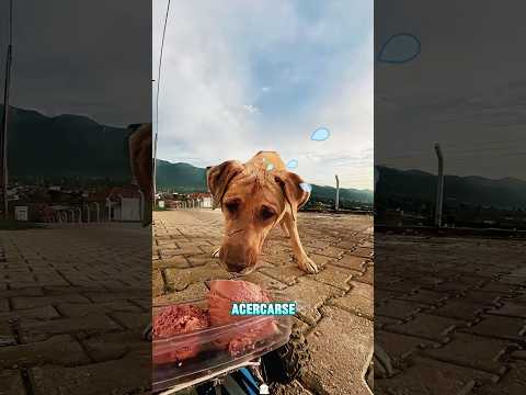 Hombre da comida a gatos y perros callejeros#funnyshorts #pets #love #cute