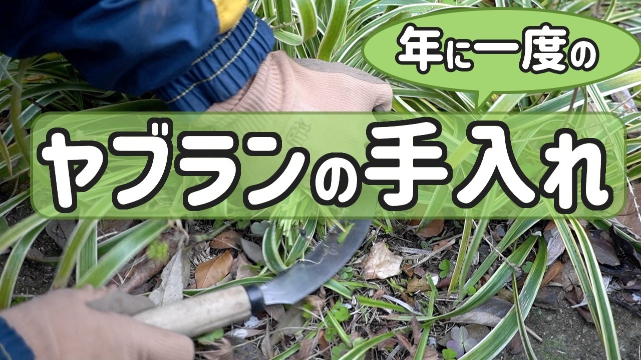 ヤブラン 新芽が出る前にノコギリ鎌を使って年に一度だけの手入れ（3月）