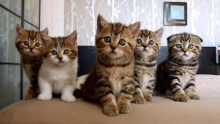 Rocky and siblings Funny Cats and Cute Kittens funny cats funny humor