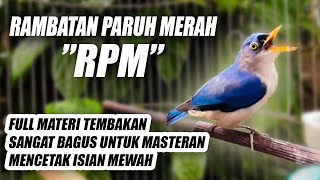 Download lagu BIKIN BURUNG BIASA JADI ISTIMEWA!! MASTERAN RAMBATAN PARUH MERAH RPM NEMBAK SPEED RAPAT JERNIH JEDA mp3 Download lagu BIKIN BURUNG BIASA JADI ISTIMEWA!! MASTERAN RAMBATAN PARUH MERAH RPM NEMBAK SPEED RAPAT JERNIH JEDA mp3