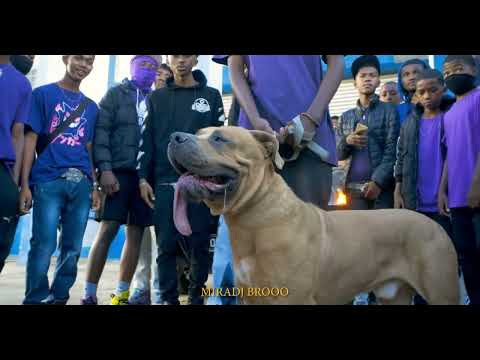 A-K FIVE Feat Kikis on the track    Shatta Vroum Vroum  by Nvis Média 20244k