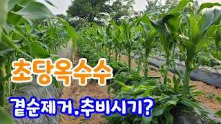 초당옥수수 순치기  1차 추비주는 시기