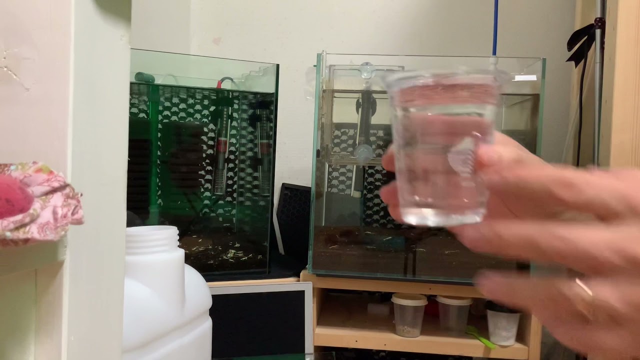 CRS새우키우기 레드비 수조 환수 방법 폭번을향한 발걸음