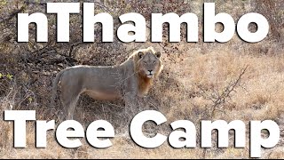 nThambo Tree Camp - Klaserie Nature Reserve, South Africa