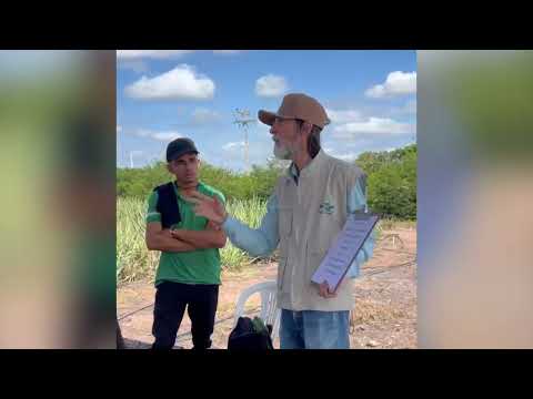 Dia de Campo mostra a evolução da fruticultura no semiarido piauiense