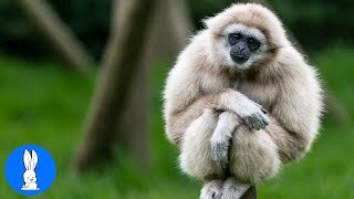 Cute Gibbons Playing &amp; Climbing