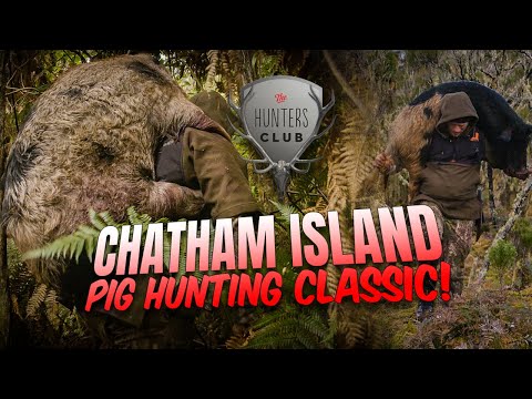 Chatham Island Pighunting Classic - Do Pigs Fly? No, they Swim!
