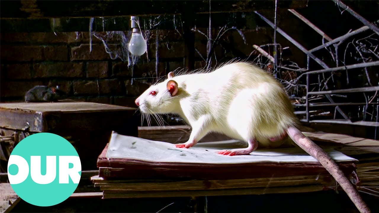 How To Overcome Your Fear of Rats?