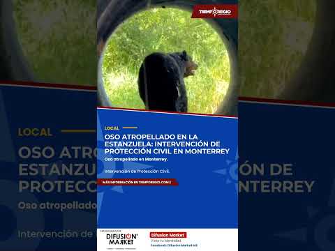 Oso atropellado en La Estanzuela, Monterrey: Intervención de Protección Civil