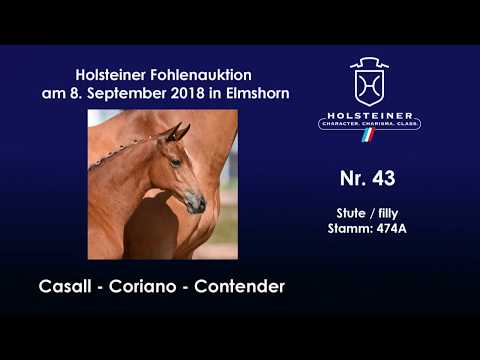 Holsteiner Fohlenauktion | Nr. 44 v. Casall - Coriano