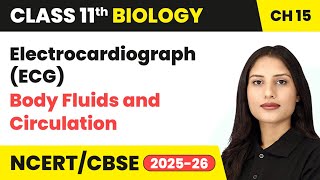 Electrocardiograph (ECG) - Body Fluids and Circulation | Class 11 Biology Chapter 15 | CBSE 2024-25