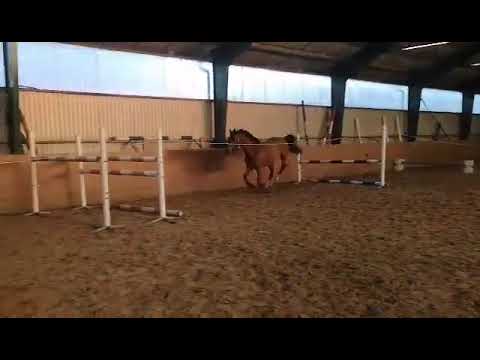 UniQ Rude Fighter MT Född 2015 e: Fighting Alpha x Robin Z