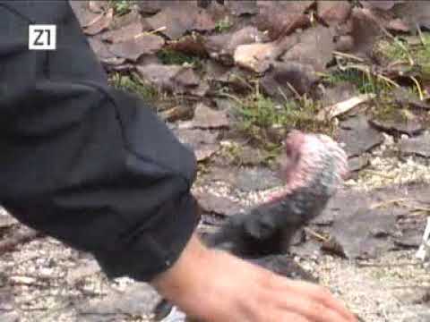 Nightmare Stage (Noćna Mora) - Potraga za prascem na Sesvetskom sajmu